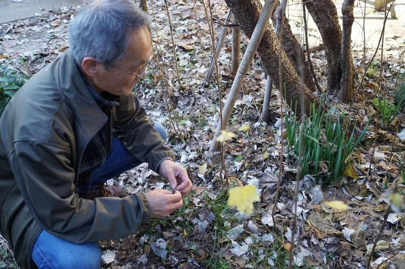 自宅の庭にはお尻を拭くのに適した葉っぱをつける木をいくつも植えている。野ぐそを所望する客人に庭を貸すことも。