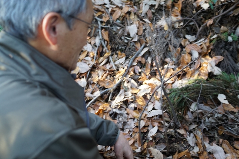 野ぐそを埋めた後は目印の木を。誰にでも自由に野ぐそしてもらうため近所の山を買った。「他人の所有地ですると不法侵入だとうるさいですから。元々自然は全ての生きもののもので、誰かのものじゃないんですけどね」