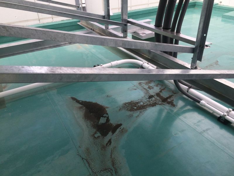 南相馬市役所の屋上にあったダスト（2016年2月29日採取）からは、45,000bq/kgの放射能が検出された。写真提供：Fairewinds Associates