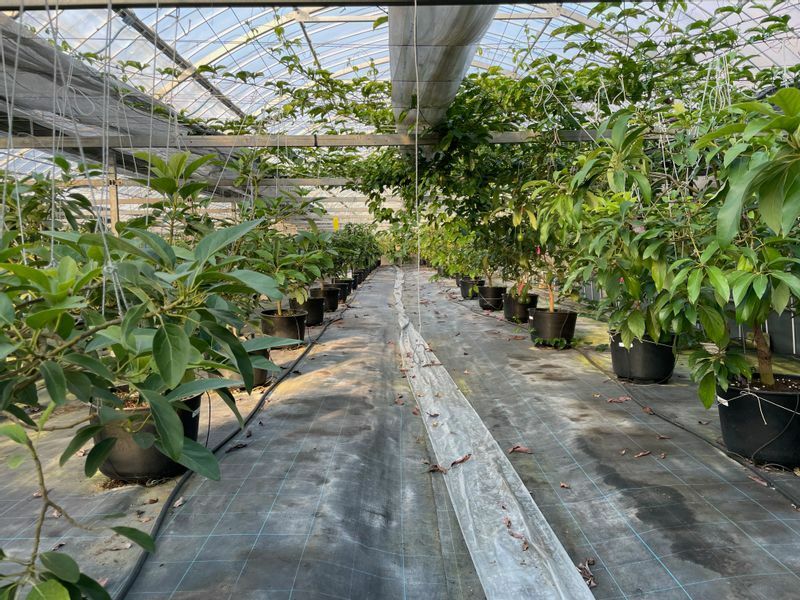 温暖化など島の環境変化も見据えて鉢植えで栽培しているアボカド（筆者撮影）