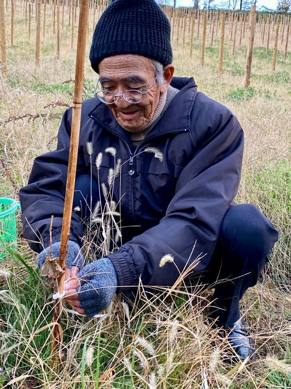 北海道余市町で自然栽培によるワイン用ブドウの栽培にも取り組み始めた。数年後には「奇跡のワイン」ができるかもしれない（筆者撮影）