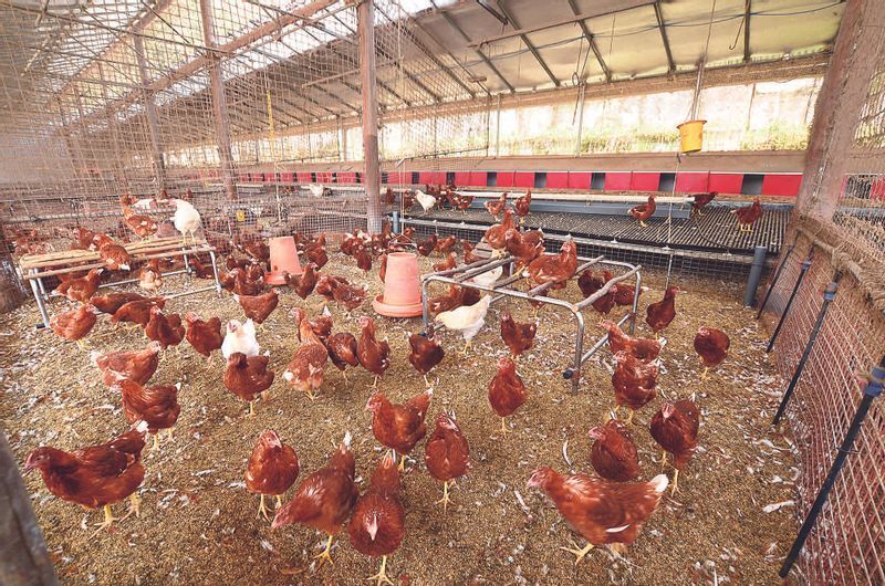 オルターの仕入れ先の1つ「タナカファーム」の平飼い鶏舎(オルター提供)