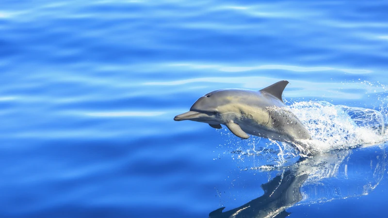 イルカはどうやって水分を摂っているのか 石田雅彦 個人 Yahoo ニュース イルカはどうやって水分を摂っているのか 石田雅彦 個人 Yahoo ニュース