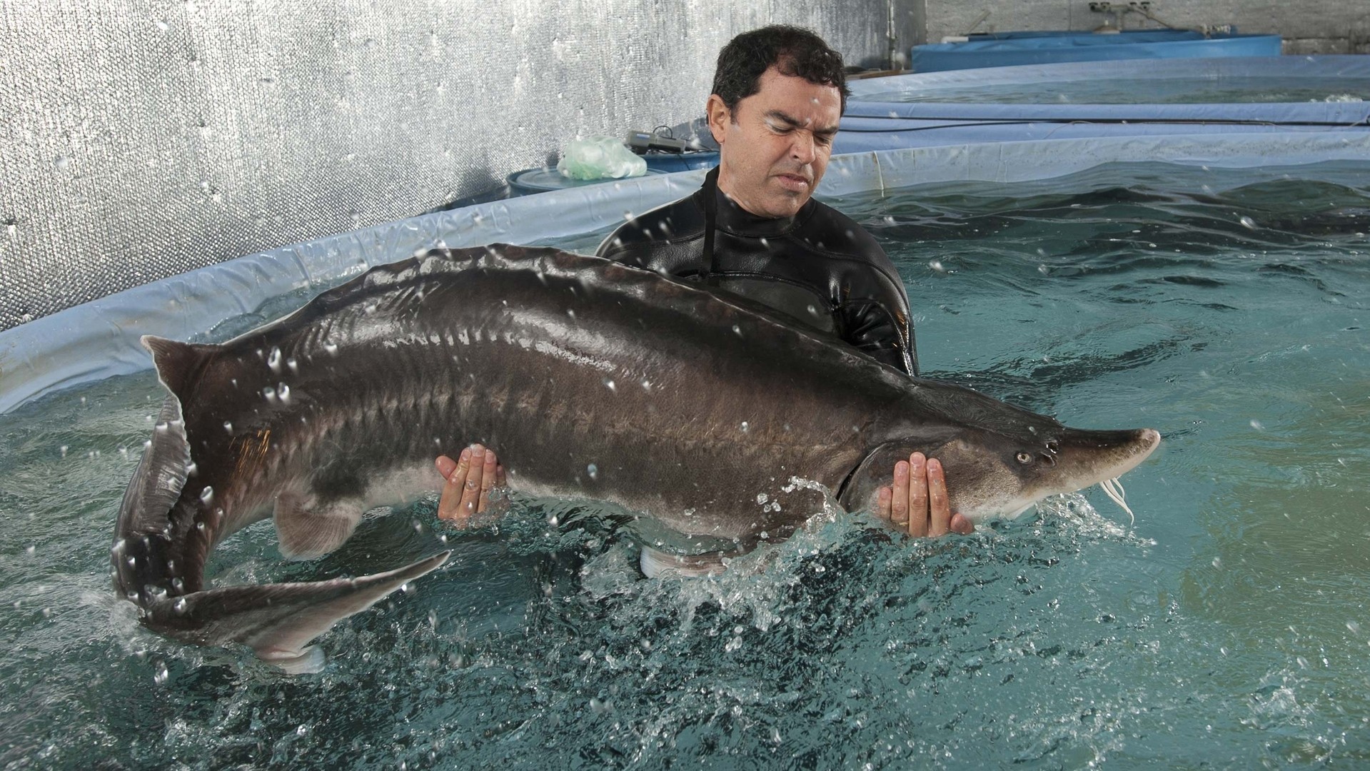 改訂 魚類の栄養と飼料 第７回 魚粉に頼らない餌の開発 - 長崎大学 広報紙 Choho