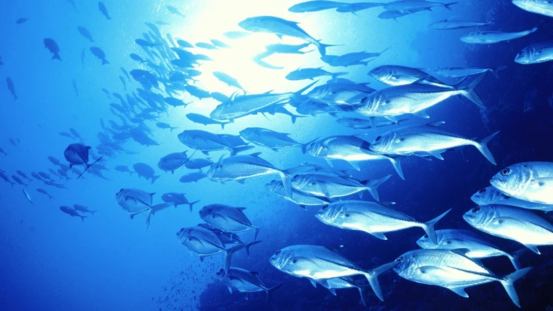 魚がどんどん 縮小 する未来 石田雅彦 個人 Yahoo ニュース 魚がどんどん 縮小 する未来 石田雅彦 個人 Yahoo ニュース