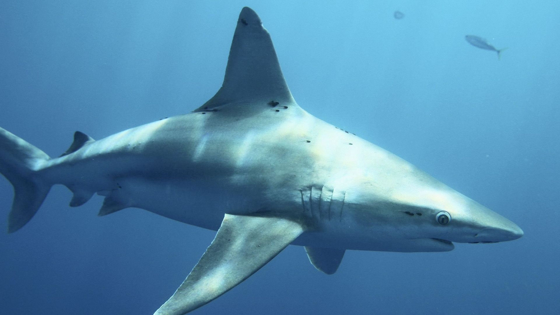 サメは 寿命のカギ を握っている 石田雅彦 個人 Yahoo ニュース