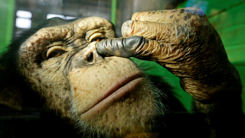チンパンジーは身振りで「アレやコレ」を示す（石田雅彦） - 個人 - Yahoo!ニュース