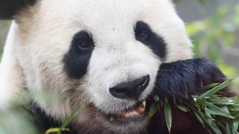 パンダの 指 はなぜたくさんなのか 石田雅彦 個人 Yahoo ニュース パンダの 指 はなぜたくさんなのか 石田雅彦 個人 Yahoo ニュース