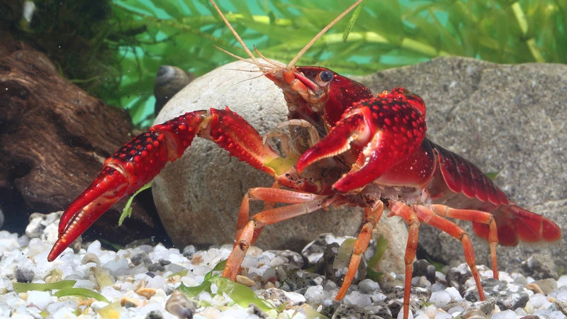 アメリカザリガニ は水草を刈って獲物を狩る 石田雅彦 個人 Yahoo ニュース アメリカザリガニ は水草を刈って獲物を狩る 石田雅彦 個人 Yahoo ニュース