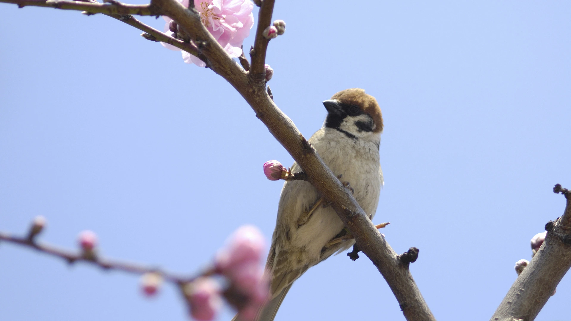 なぜ保護した「スズメ」を飼ってはいけないのか（石田雅彦