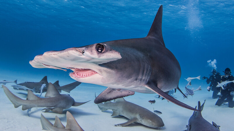 サメ 連中はいったい 何を喰ってる んだろう 石田雅彦 個人 Yahoo ニュース サメ 連中はいったい 何を喰ってる んだろう 石田雅彦 個人 Yahoo ニュース