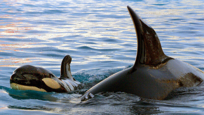 日本近海 シャチ は100年後に絶滅する 石田雅彦 個人 Yahoo ニュース 日本近海 シャチ は100年後に絶滅する 石田雅彦 個人 Yahoo ニュース