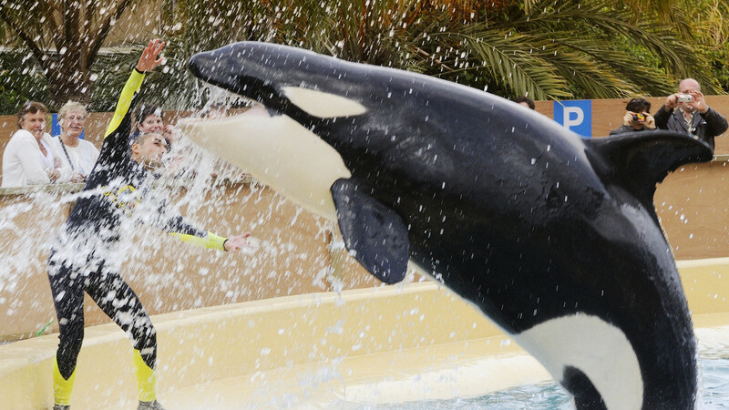 やはり クジラ を食べていた シャチ の祖先 石田雅彦 個人 Yahoo ニュース