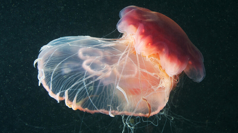 Yahoo!ニュース「クラゲ」の刺傷に「お酢」は有効か