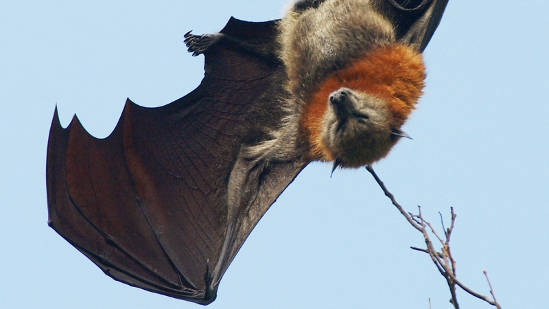 コウモリ はなぜ ウイルスの貯水池 なのか 石田雅彦 個人 Yahoo ニュース コウモリ はなぜ ウイルスの貯水池 なのか 石田雅彦 個人 Yahoo ニュース