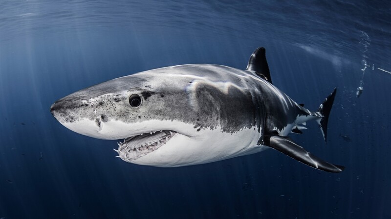 ホホジロザメは ミルク で育ち 保育園 で大きくなる 石田雅彦 個人 Yahoo ニュース ホホジロザメは ミルク で育ち 保育園 で大きくなる 石田雅彦 個人 Yahoo ニュース