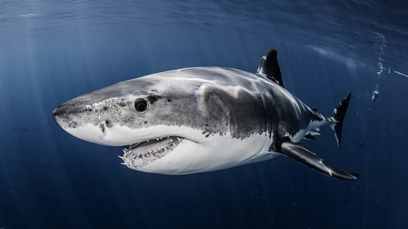 ホホジロザメは ミルク で育ち 保育園 で大きくなる 石田雅彦 個人 Yahoo ニュース ホホジロザメは ミルク で育ち 保育園 で大きくなる 石田雅彦 個人 Yahoo ニュース