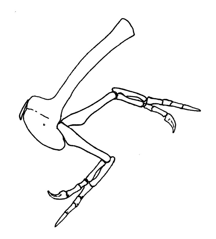 ティラノサウルスの両腕の骨格図。Via：Kenneth Carpenter, 