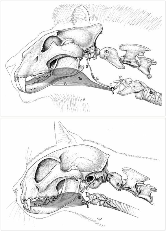 ライオン（上）とイエネコの舌骨を吊り下げている機構の違い。「T」から「Th」までの間に「B」があって舌の付け根の筋肉につながっているが、ライオンでは「T」以降が柔軟に伸び、イエネコでは短く固まって骨化している。Via：Gerald E. Weissengruber, et al., 