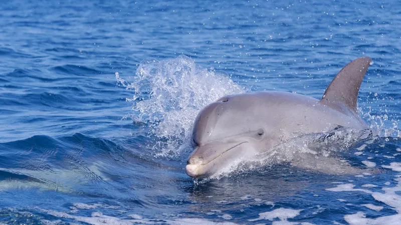 イルカが フグ毒 で ハイ になるのは本当か 石田雅彦 個人 Yahoo ニュース イルカが フグ毒 で ハイ になるのは本当か 石田雅彦 個人 Yahoo ニュース