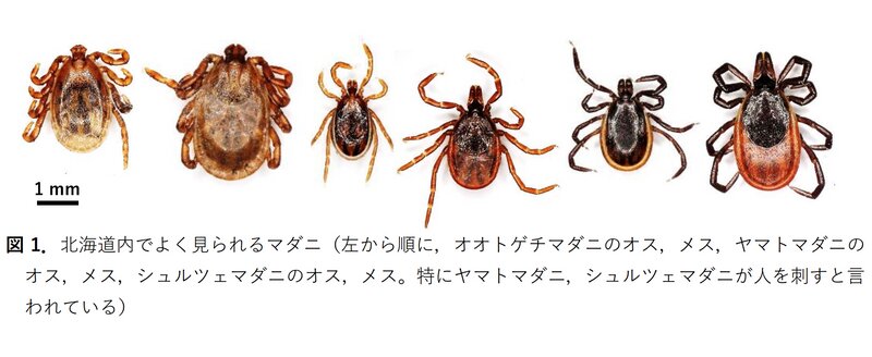 北海道大学などのリリースで参考図として掲載されたいろいろな種類のマダニ類。