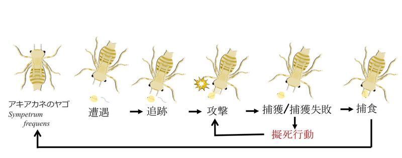 ヤゴによるミジンコの捕食の流れとミジンコの擬死行動。図提供：東北大学大学院生命科学研究科、山田紗友美氏。