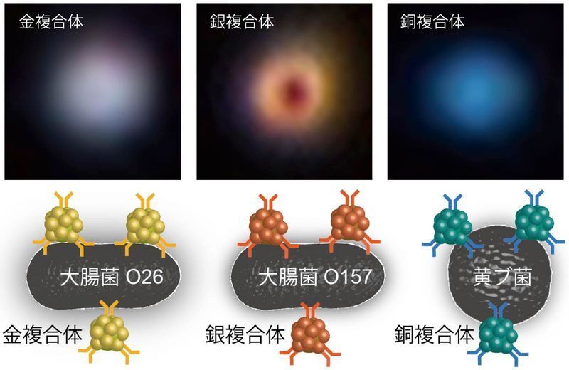 金、銀、銅のナノ粒子からなる各複合体の光散乱特性（上）。複合体による各種細菌の標識化の概念図（下、黄ブ菌は黄色ブドウ球菌）。画像提供：椎木教授