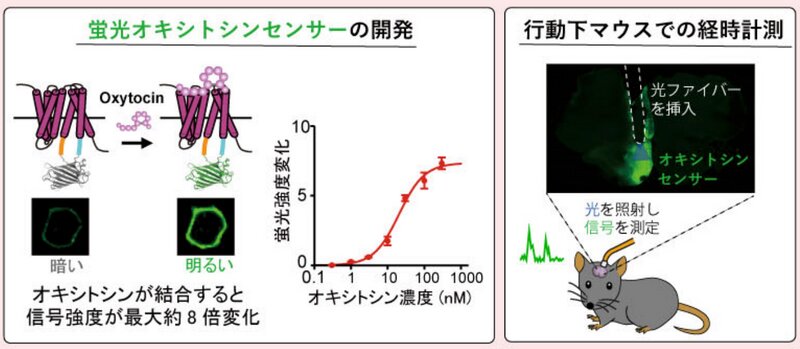 同研究グループが開発したオキシトシン・センサー。画像：大阪大学のプレスリリースより