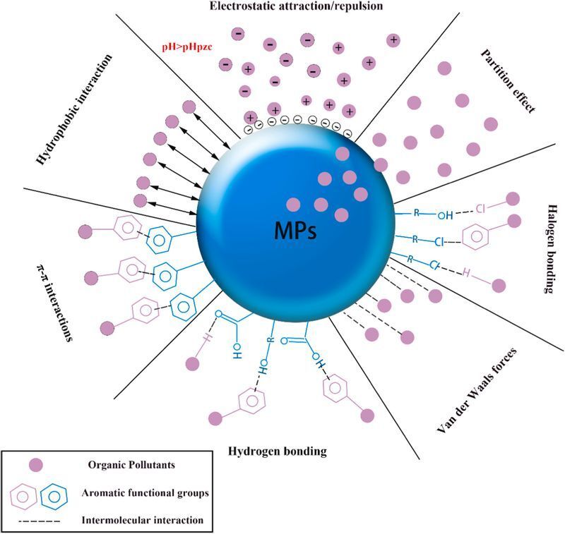 マイクロプラスチックが有害汚染物質を吸収、吸着するメカニズム。中心のMPsがマイクロプラスチック、紫のドットが有害汚染物質、六角形が芳香族炭化水素。Hydrogen bonding（水素結合）、Van der Waals forces（ファンデルワールス力＝分子間力）、Halogen bonding（ハロゲン結合）、Partition effect（分配効果、ファンデルワールス力の一種。生体濃縮に関係）、Electrostatic attraction（静電引力）、Hydrophobic interaction（疎水性相互作用、水をはじく性質同士が集まる作用）、π-π interaction（π-π相互作用、芳香族炭化水素同士の相互作用）などによる。Via：Lina Fu, et al., 