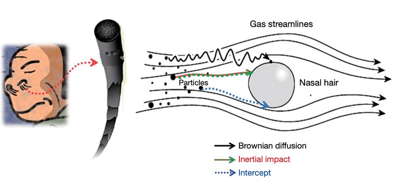 呼吸によって吸い込まれた空気中の物質（Particles）で鼻毛に衝突したものがとらえられる。Brownian diffusion（ブラウン拡散、運動）、Inertial impact（慣性衝突）、Intercept（インターセプト、妨害）。Via：Chang-jin Ma, 
