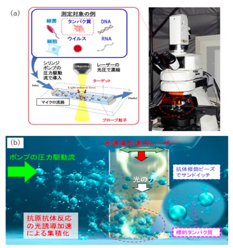 同研究グループが開発した技術の概略（a）とタンパク質を微量検出原理のイメージ（b）。Via：大阪公立大学プレスリリースより