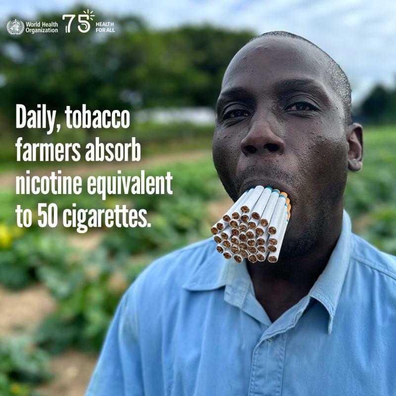 タバコ農家は、葉タバコから毎日50本のタバコを吸うのと同じ量のニコチンを浴びている。WHO世界禁煙デーのポスターより