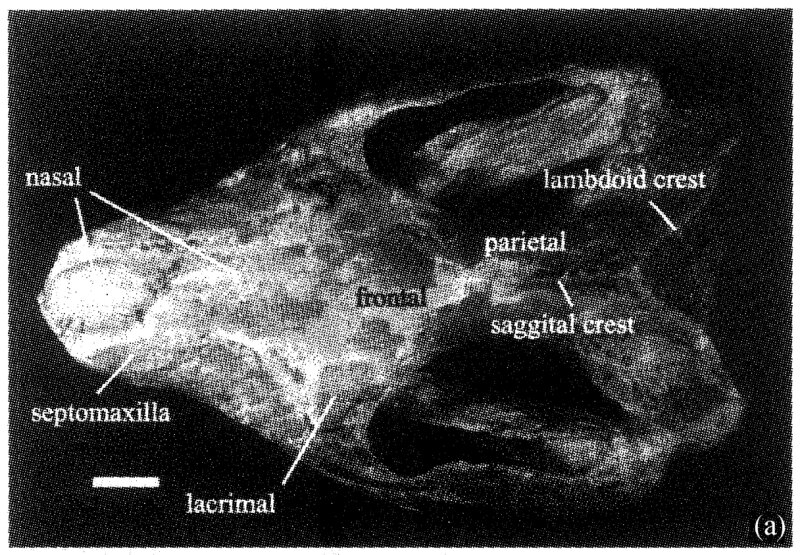レペノマムスの頭骨。Via: Ll Jinling, et al., 2001