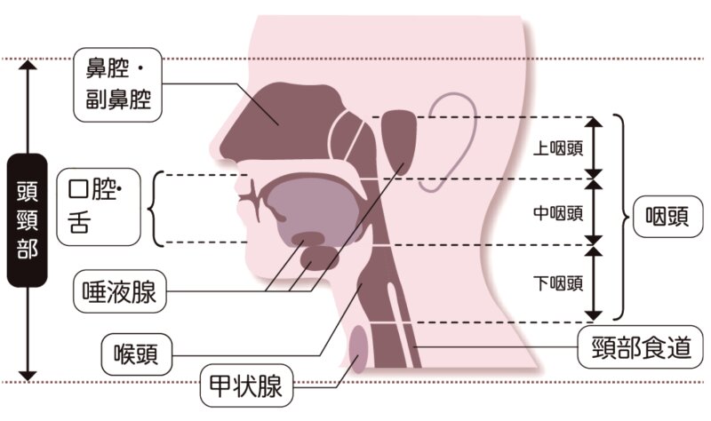 頭頸部とは。脳と眼を除く首から上の臓器。日本耳鼻咽喉科頭頸部外科学会のHPより。