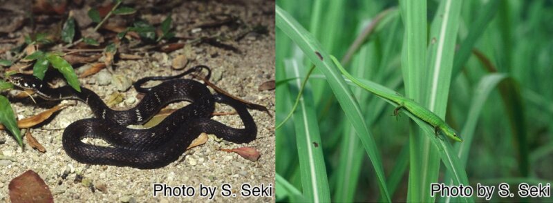 ミヤコヒバァ（左）とミヤコカナヘビ（右）。どちらも宮古島の固有種だ。資料提供：井龍氏