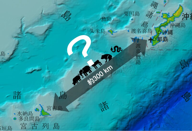 宮古島は沖縄本島から約300キロメートル離れ、間にはケラマギャップという海峡がある。では、宮古島固有だが、沖縄本島と近縁の生物はどうやって海を渡ってきたのか。資料提供：井龍氏