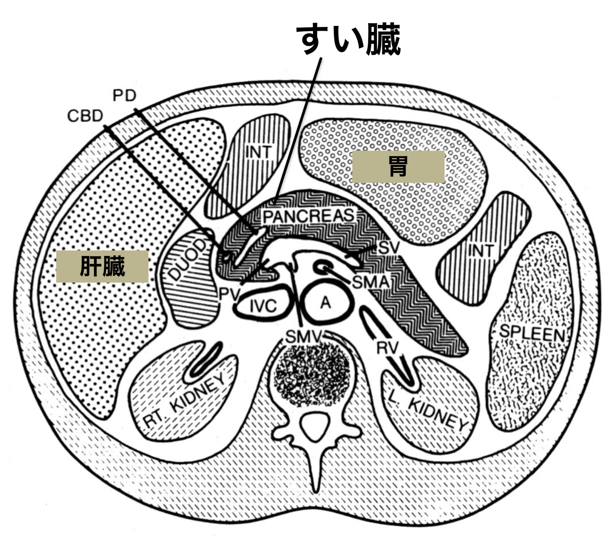 すい臓（PANCREAS）の位置（断面）。身体の中心部に位置し、検査しにくい。図はDale E. Bockman, 