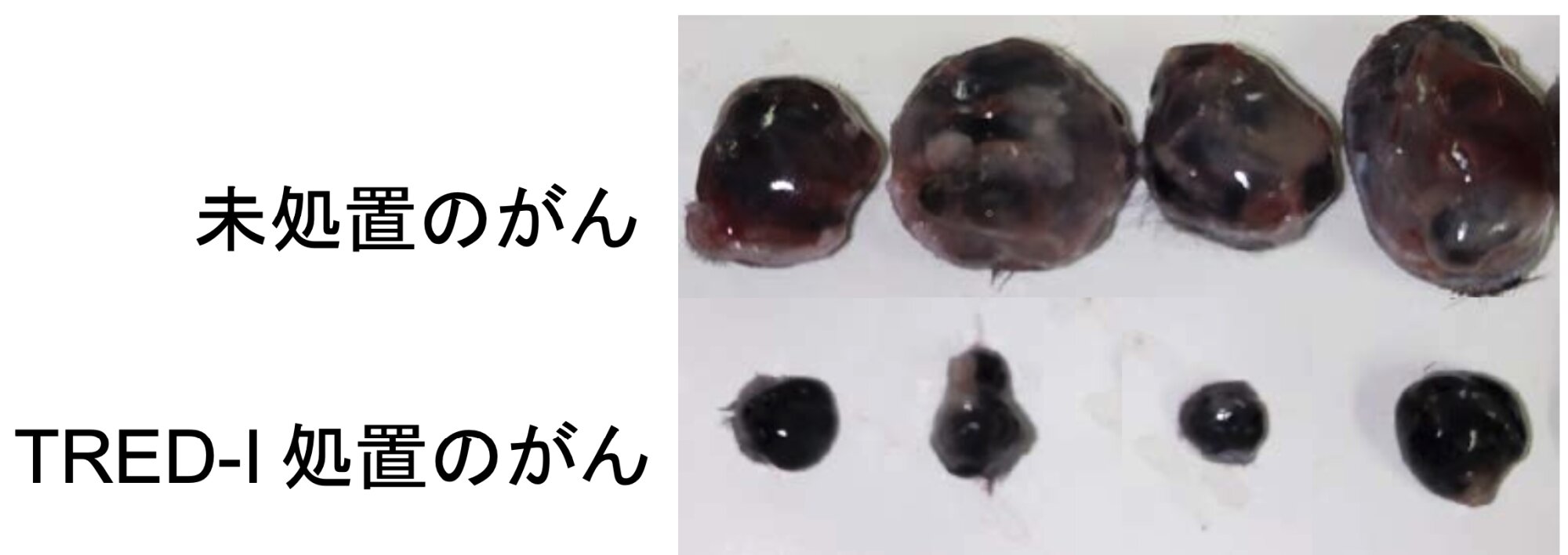 マウスの悪性黒色腫（メラノーマ）細胞を使ったTRED-Iシステムの実験の比較。北海道大学のリリースより
