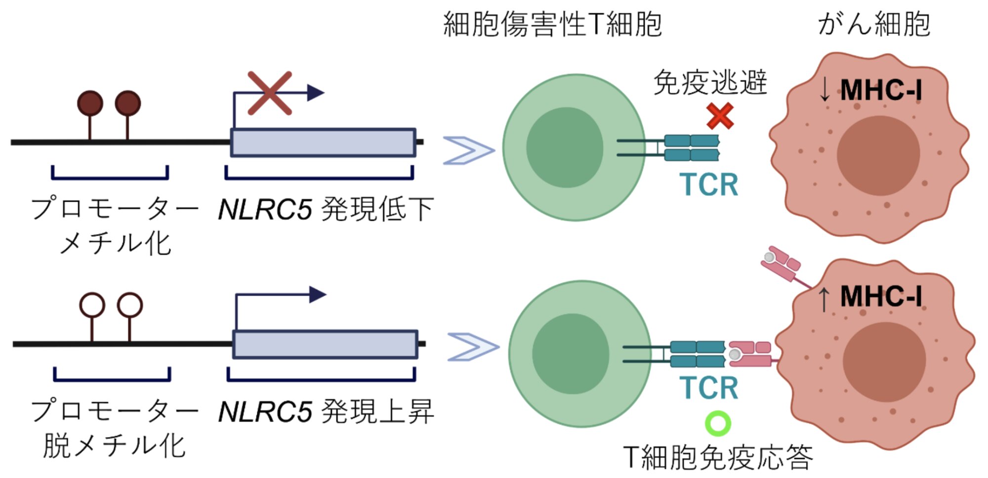 がん細胞に対するNLRC5遺伝子の制御因子（プロモーター）のメチル化と脱メチル化による違い。北海道大学のリリースより