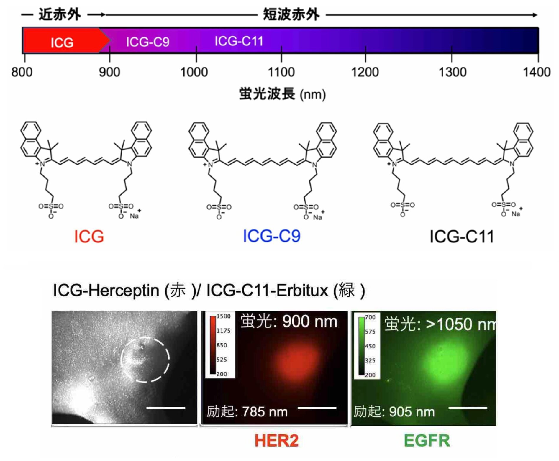 赤外線の波長（上）、ICG、ICG-C9、ICG-C11の化学構造（中）、がん抗体の短波赤外蛍光によるイメージングの例。北海道大学のリリースより