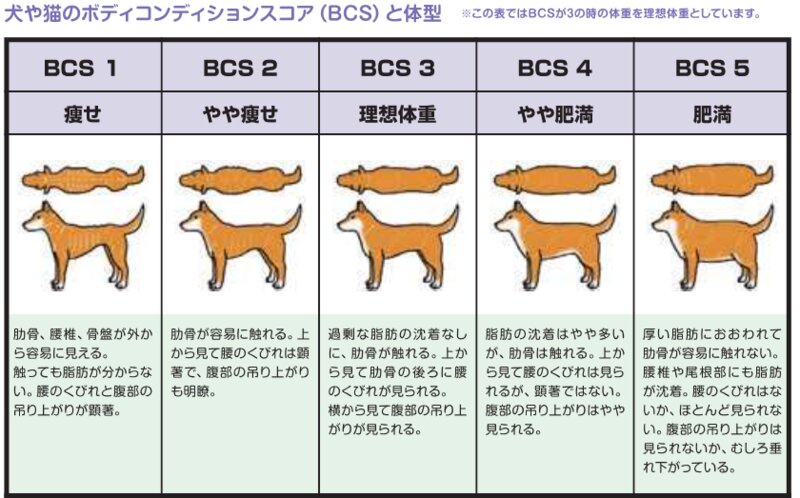 ボディ・コンディション・スコア（BCS）引用環境省「飼い主のためのペットフード・ガイドライン　～犬・猫の健康を守るために～」