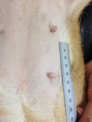 撮影筆者 避妊手術をしていない犬の乳腺