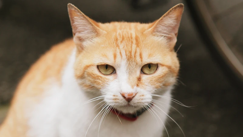 17歳の愛猫が がんと告知されたら あなたはどうしますか 石井万寿美 個人 Yahoo ニュース 17歳の愛猫が がんと告知されたら あなたはどうしますか 石井万寿美 個人 Yahoo ニュース