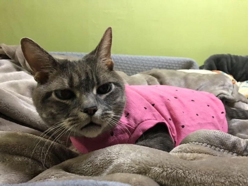 撮影筆者の知人　がんのために温活で服を着ている猫