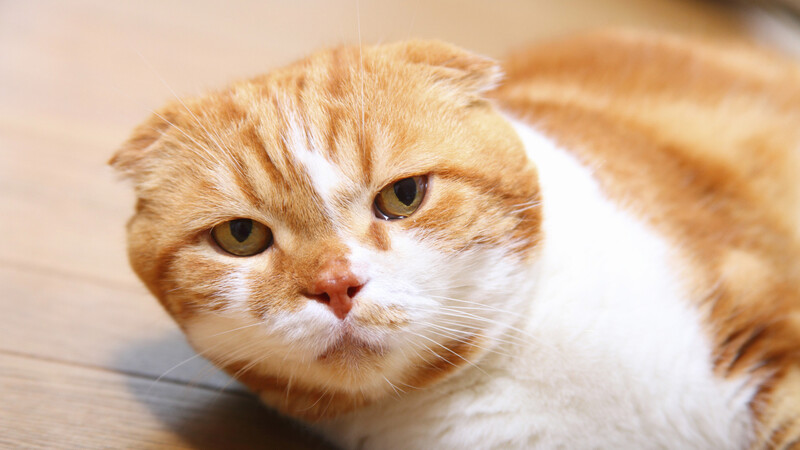 19年 一番人気の猫 ヒカキン氏も飼っている折れ耳スコティッシュフォールドの真実 石井万寿美 個人 Yahoo ニュース 19年 一番人気の猫 ヒカキン氏も飼っている折れ耳スコティッシュフォールドの真実 石井万寿美 個人 Yahoo ニュース