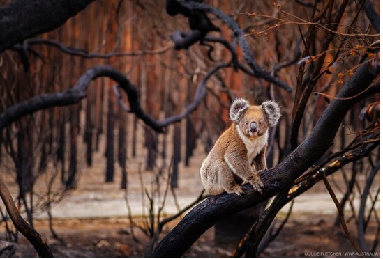  火災で焼けた木に登るコアラ （C）Julie Fletcher / WWF-Australia 