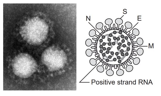 [https://www.niid.go.jp/niid/ja/kansennohanashi/9303-coronavirus.html コロナウイルス　NIID国立感染症研究所