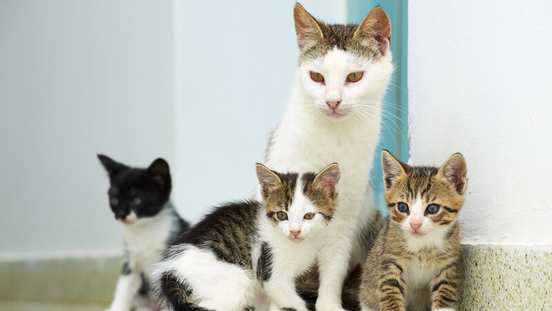野良猫はなぜ子捨て 育児放棄をするのか ついに おかぁさん は家猫になった 石井万寿美 個人 Yahoo ニュース 野良猫はなぜ子捨て 育児放棄をするのか ついに おかぁさん は家猫になった 石井万寿美 個人 Yahoo ニュース