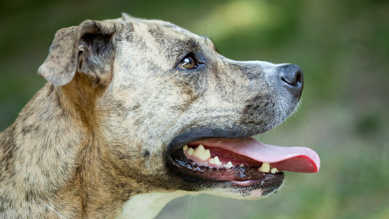 大型犬にかまれ乳児死亡 悲劇を生まないために飼い主が排除すべき3つの危険因子とは 石井万寿美 個人 Yahoo ニュース 大型犬にかまれ乳児死亡 悲劇を生まないために飼い主が排除すべき3つの危険因子とは 石井万寿美 個人 Yahoo ニュース