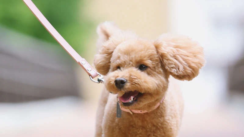 愛犬家の馴染みのフィラリアの予防薬 イベルメクチン が 新型コロナの新薬に 石井万寿美 個人 Yahoo ニュース 愛犬家の馴染みのフィラリアの予防薬 イベルメクチン が 新型コロナの新薬に 石井万寿美 個人 Yahoo ニュース